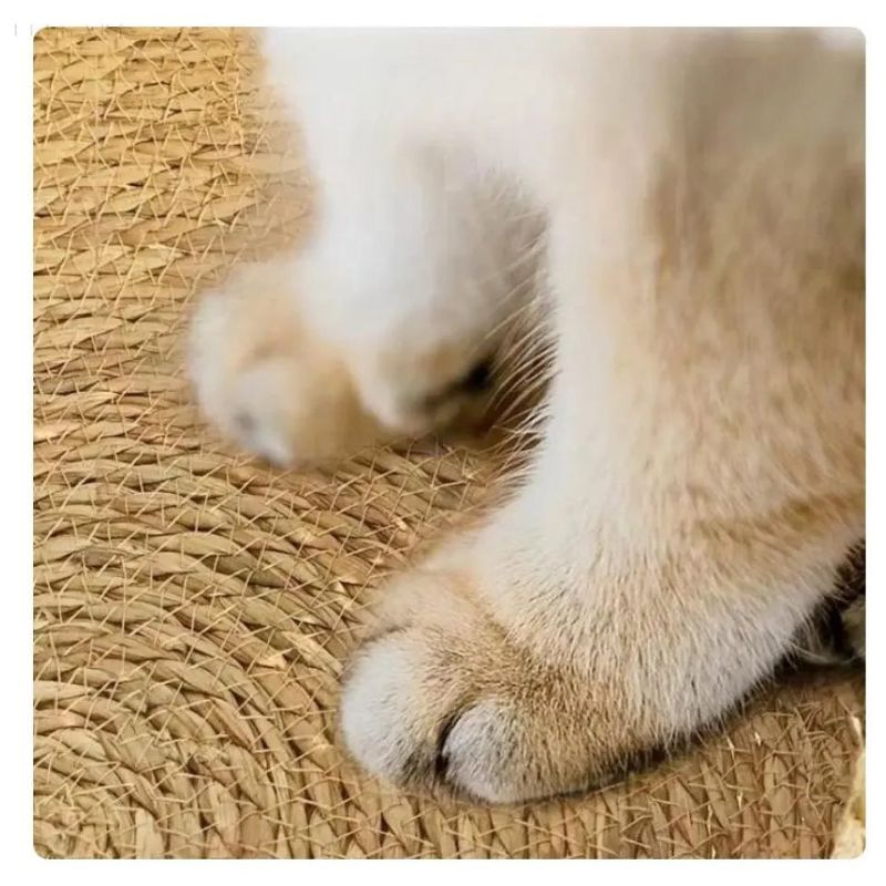 CozyPaw – Plüsch Katzenbett mit abnehmbarem Kissen und erhöhten Rändern